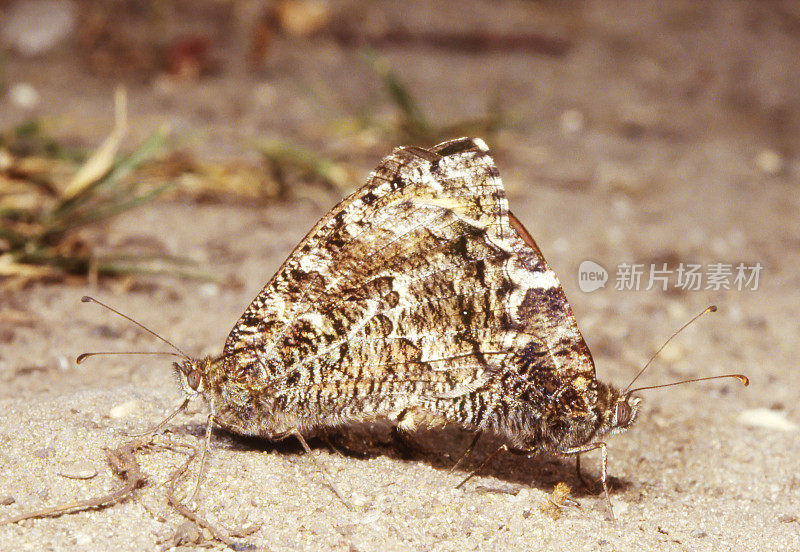 格雷林蝴蝶(Hipparchia semele)在Copula